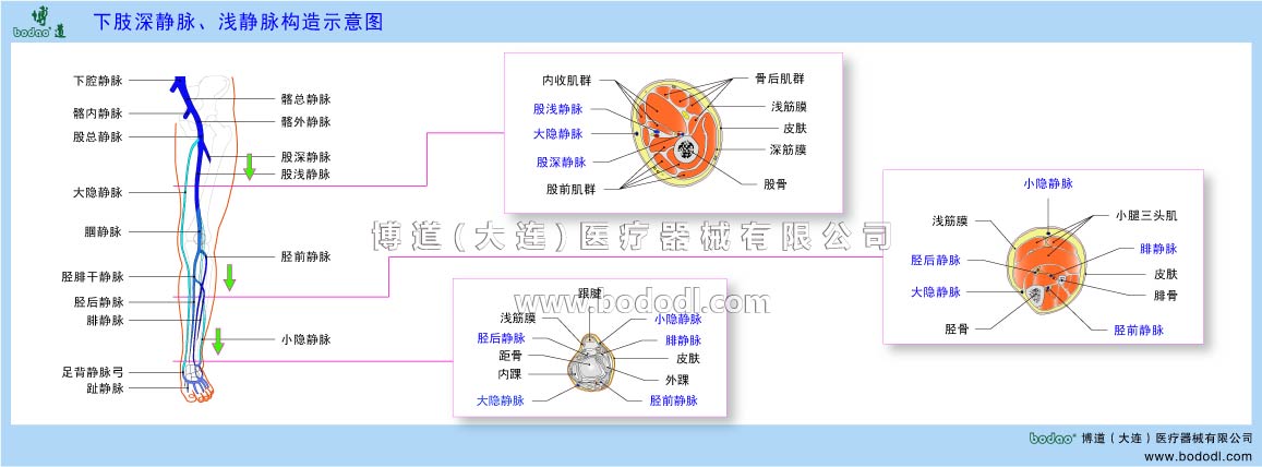 下肢靜脈的構(gòu)造與靜脈回流
